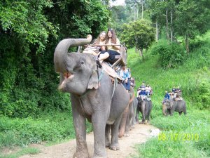Riding and elephant in Thailand with my friends. I would love to teach in Thailand!