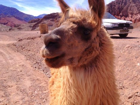 We stopped to feed the llamas!