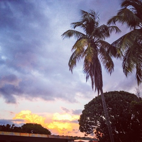 Coconut trees in front of my house
