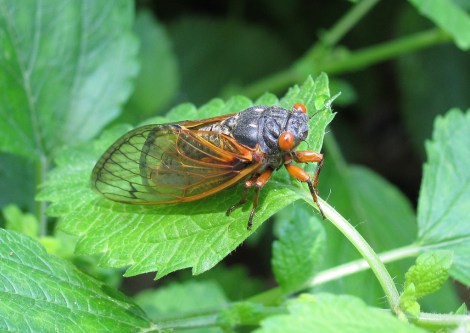 Cicada photo cred: http://www.flickr.com/photos/sduck409/5700514320/sizes/l/ 