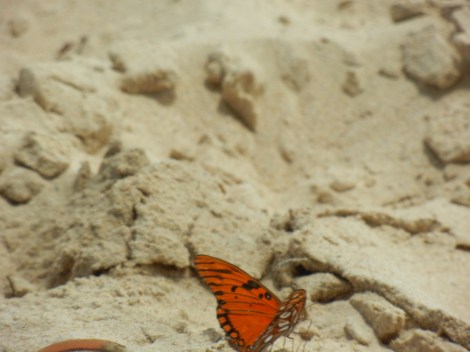 Pretty butterflies decided to hang out near my beach towel