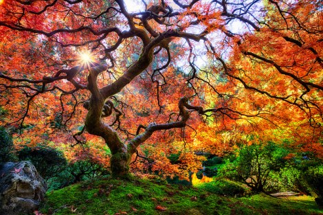 The beautiful Japanese Maple in the Japanese Garden in Portland https://www.flickr.com/photos/michaelmattiphotography/10517564194