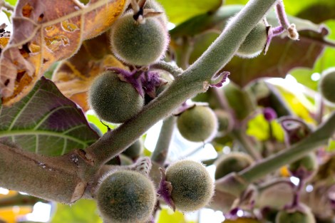 I also found this tree with these furry fruit balls on them; anyone know what they are? 
