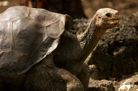 Lonesome George is gone, but there are still many other giant tortoises to be found in the Galapagos