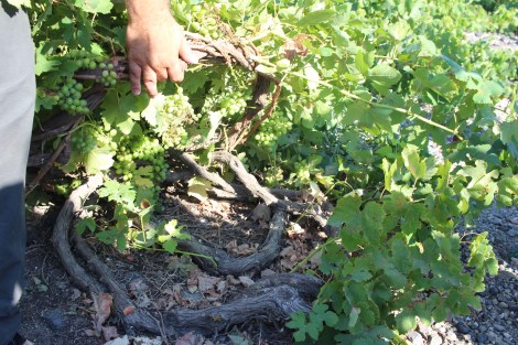 Santorini vines