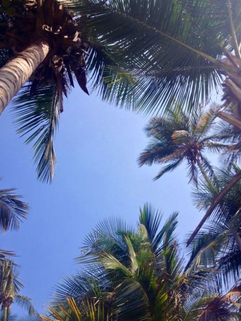 Palm trees and blue sky