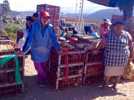 Otavalo Animal Market