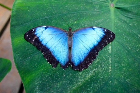 Blue morpho
