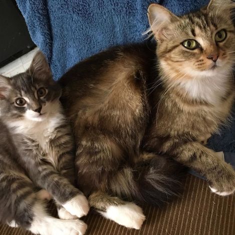 13414166_297464393925216_1633743436_n